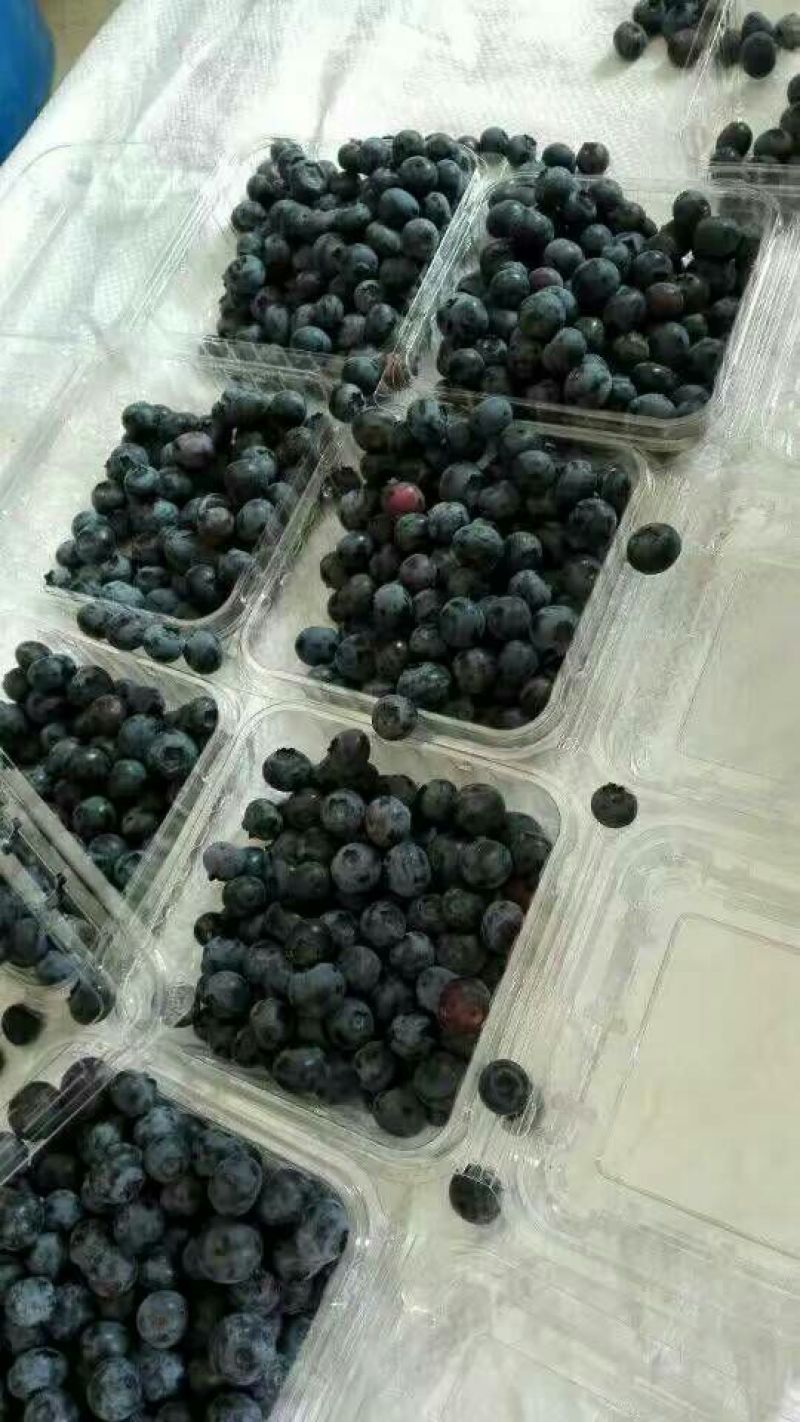 蓝丰蓝莓鲜果8~10mm以上