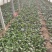 大叶菠菜25~30厘米