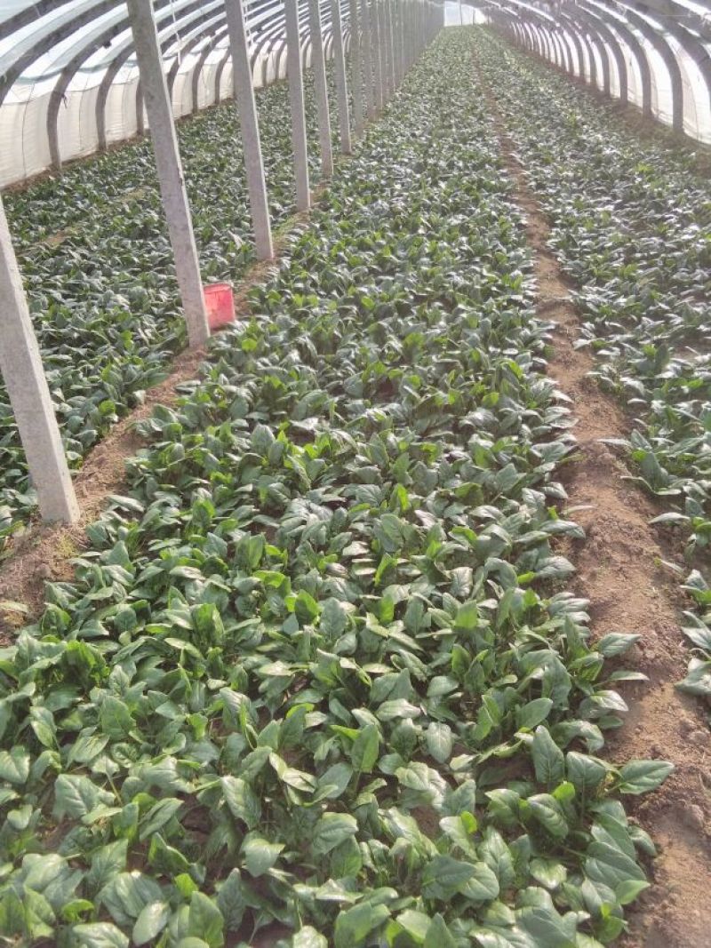 大叶菠菜25~30厘米