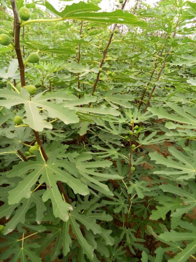 无花果树80~100cm