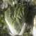 青杂三号白菜4~6斤净菜