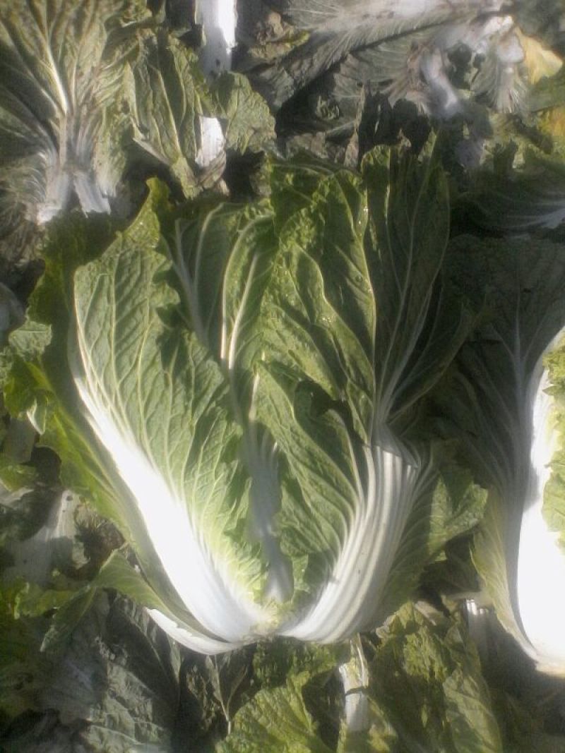 青杂三号白菜4~6斤净菜