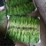 山野菜