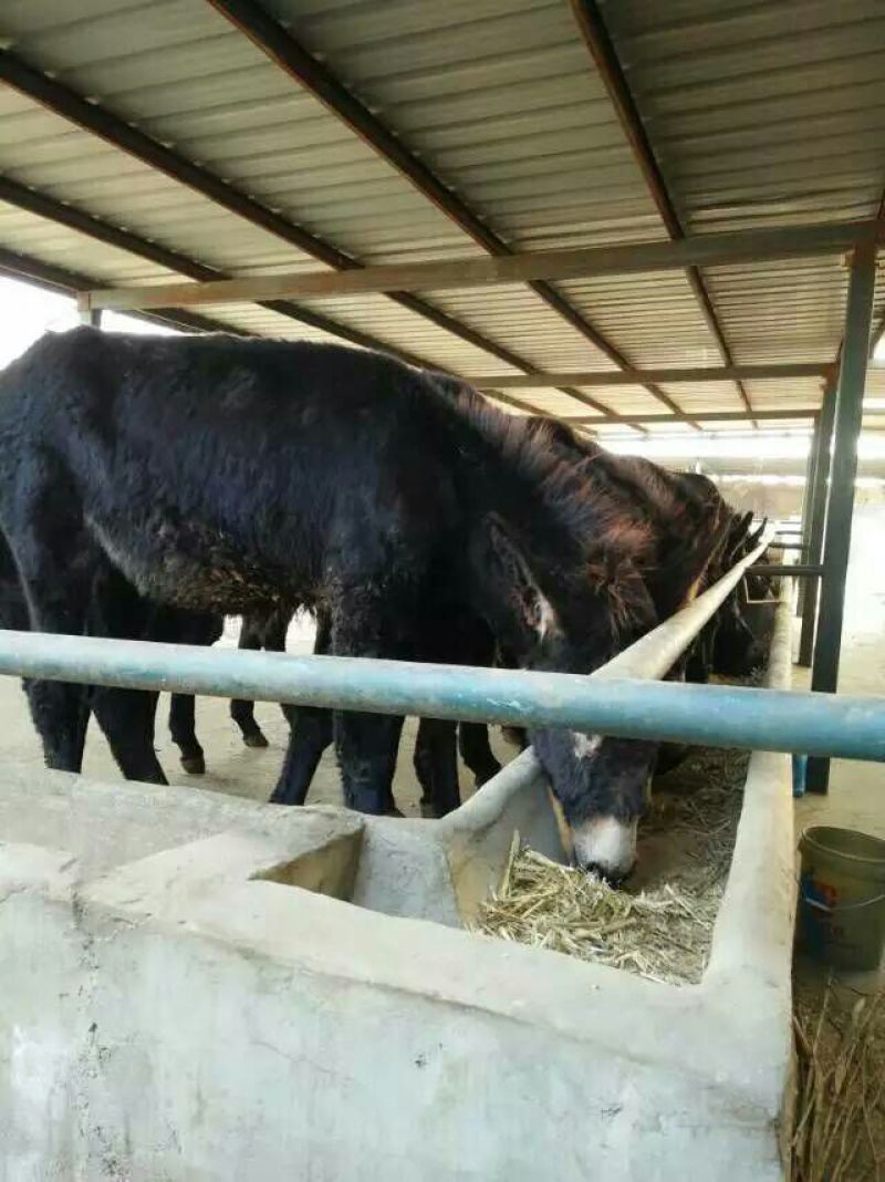 肉驴苗