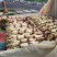 莲藕37359~11厘米10~15厘米以上