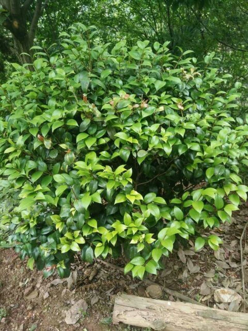 茶花球