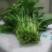 白菜苔10~15厘米