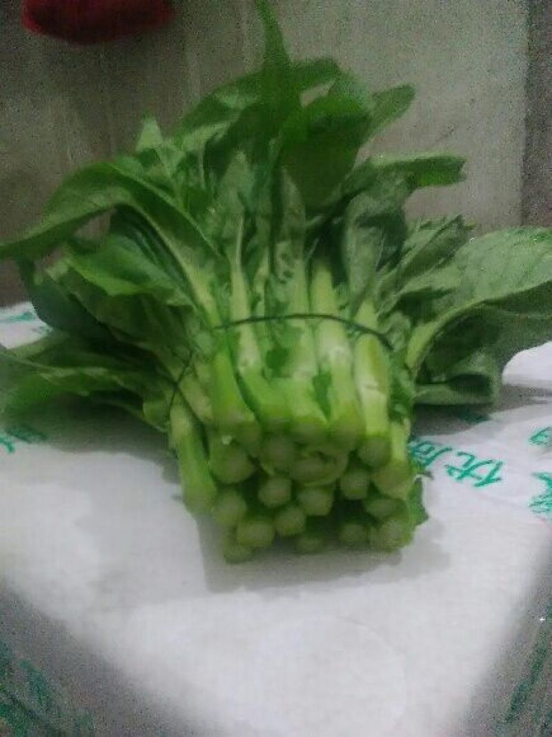 白菜苔10~15厘米