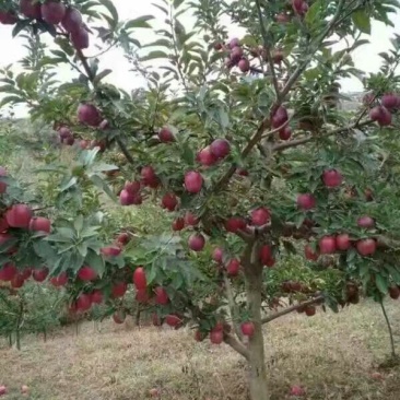 花牛70mm以上光果