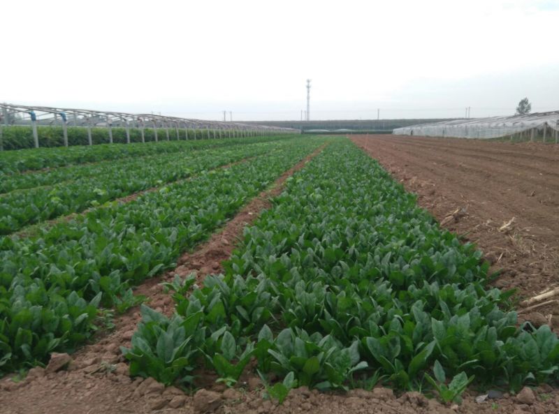 大叶菠菜10~15厘米