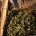 茼蒿5~10cm