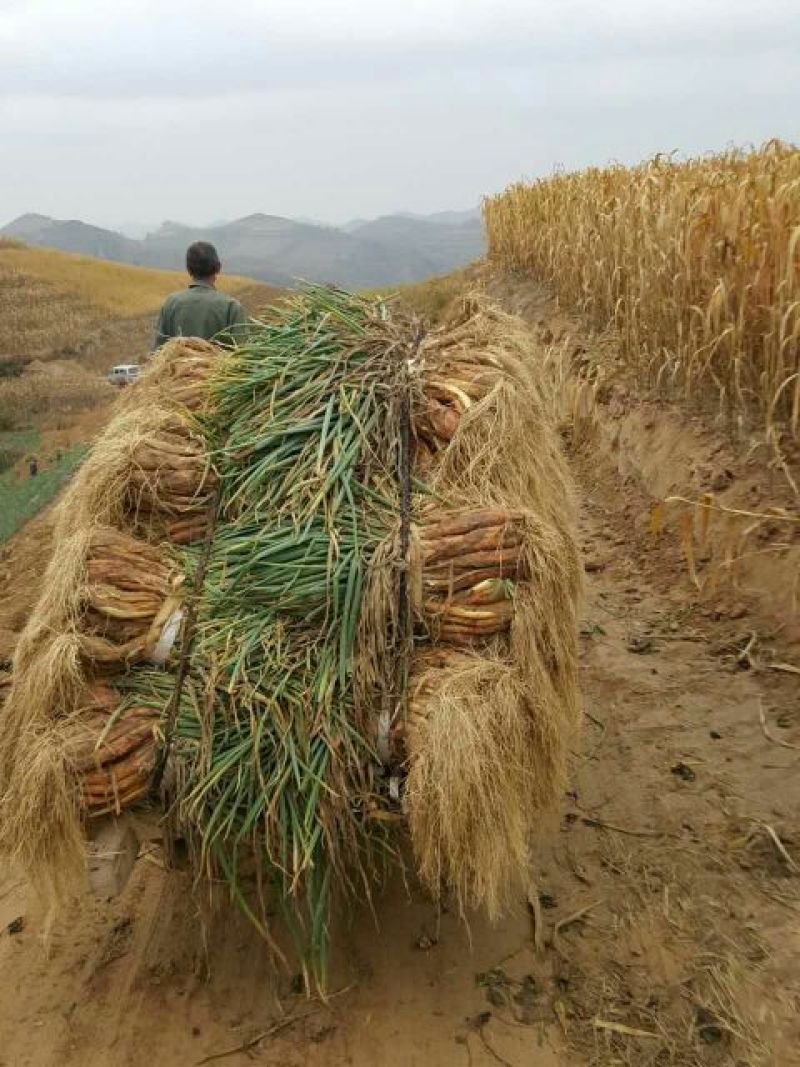 红葱大葱净葱3cm左右