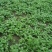 大叶香菜20~25厘米以上