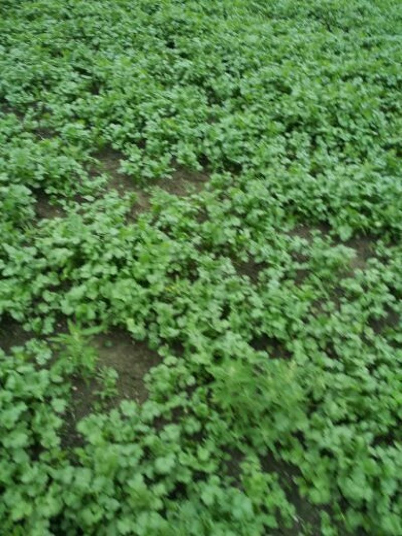 大叶香菜20~25厘米以上