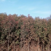 大叶女贞