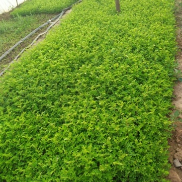 红叶小檗苗10~20cm工程苗批发包技术包成活