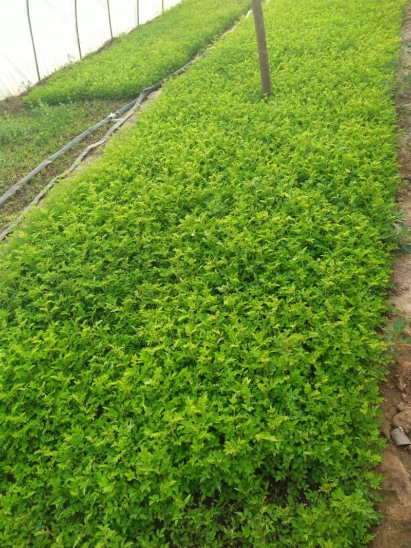 红叶小檗苗10~20cm工程苗批发包技术包成活