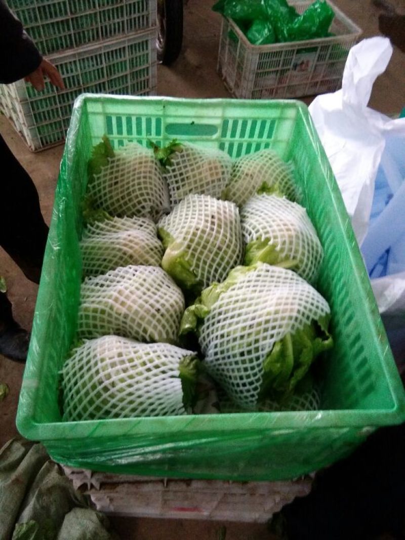球生菜2两~3两