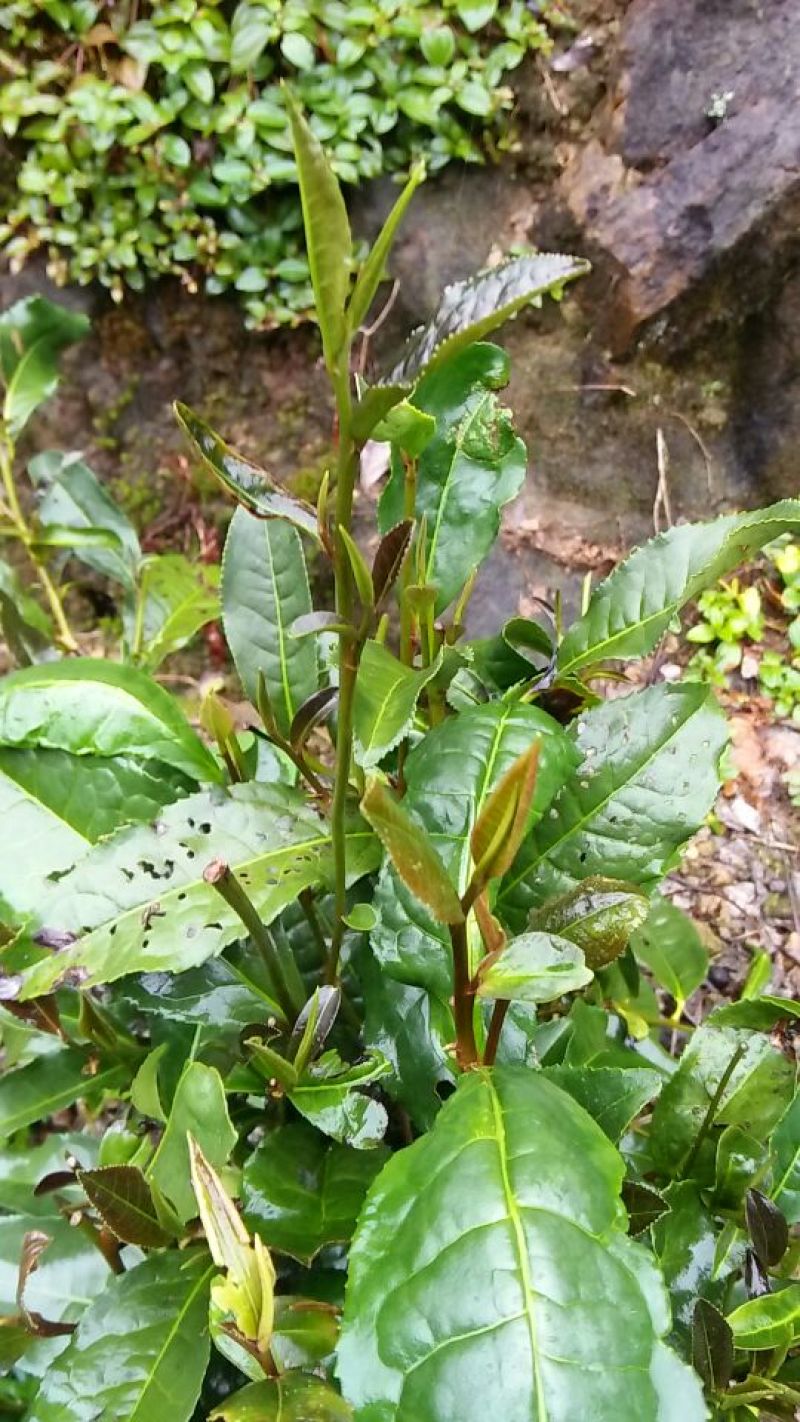 砖茶特级