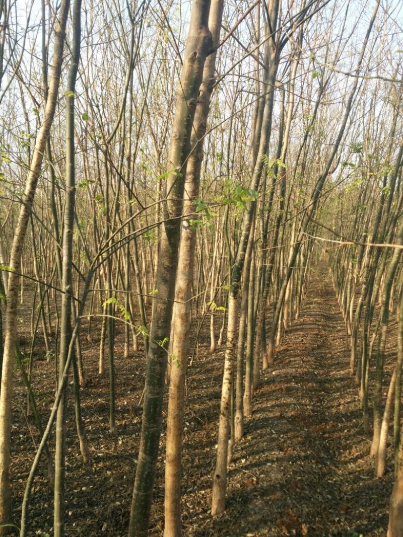 国槐6~8cm4~6cm1~2米