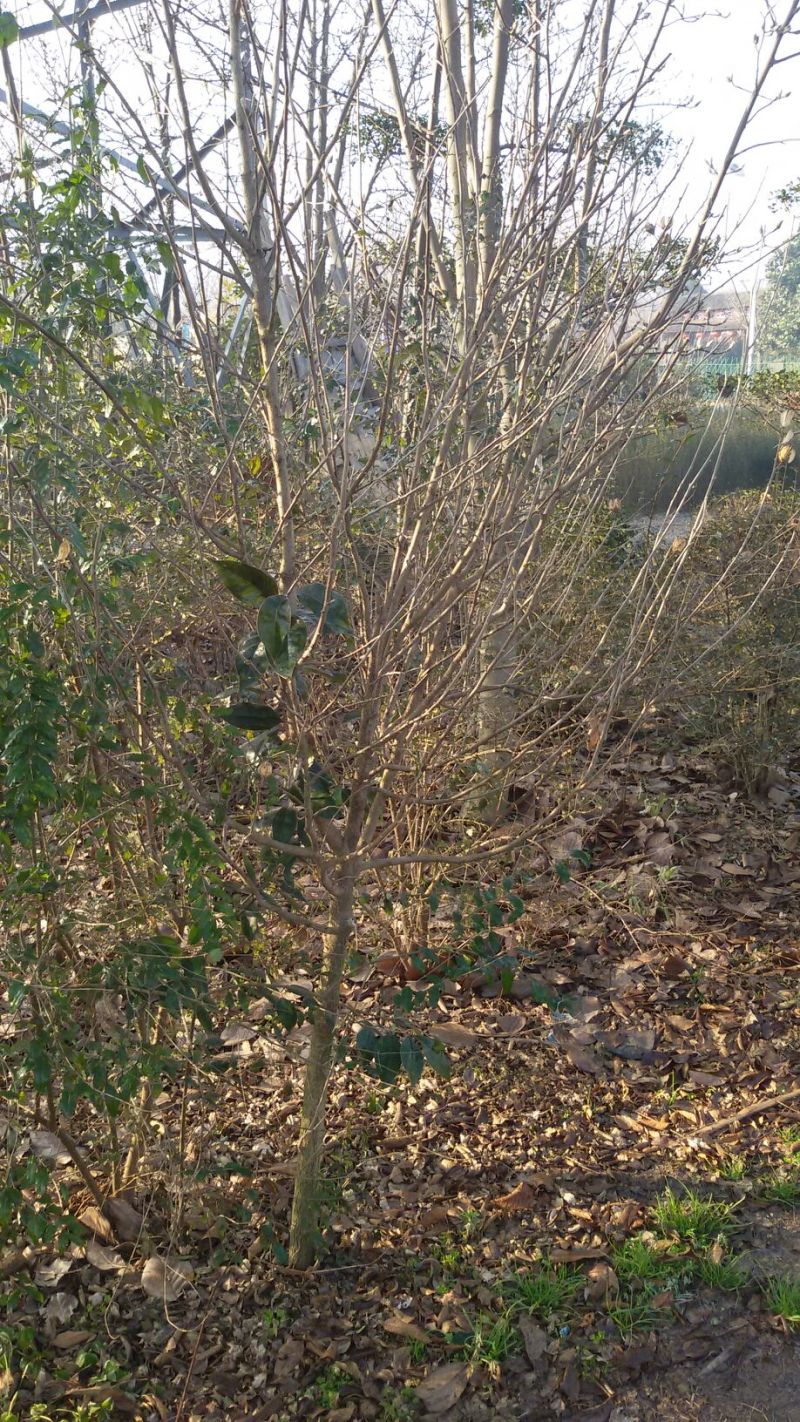 木槿