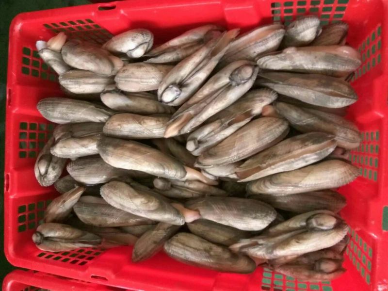 海螺食用鲜活5~10只/kg