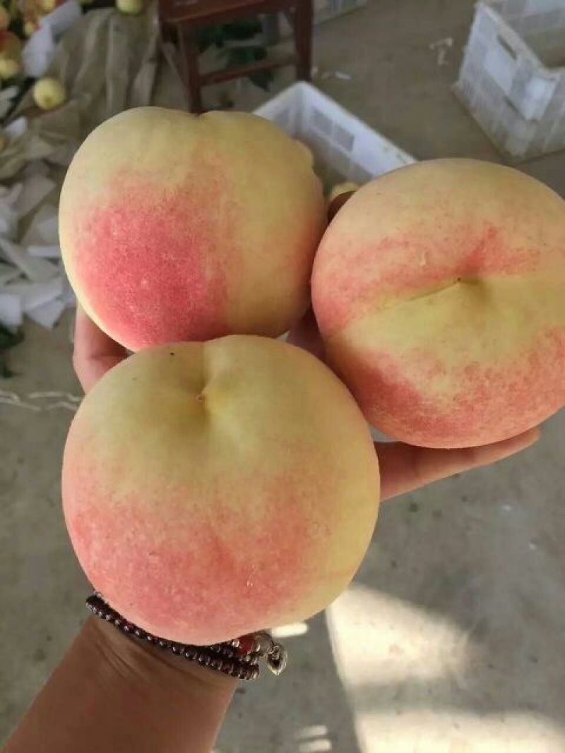 寒露蜜桃80mm以上