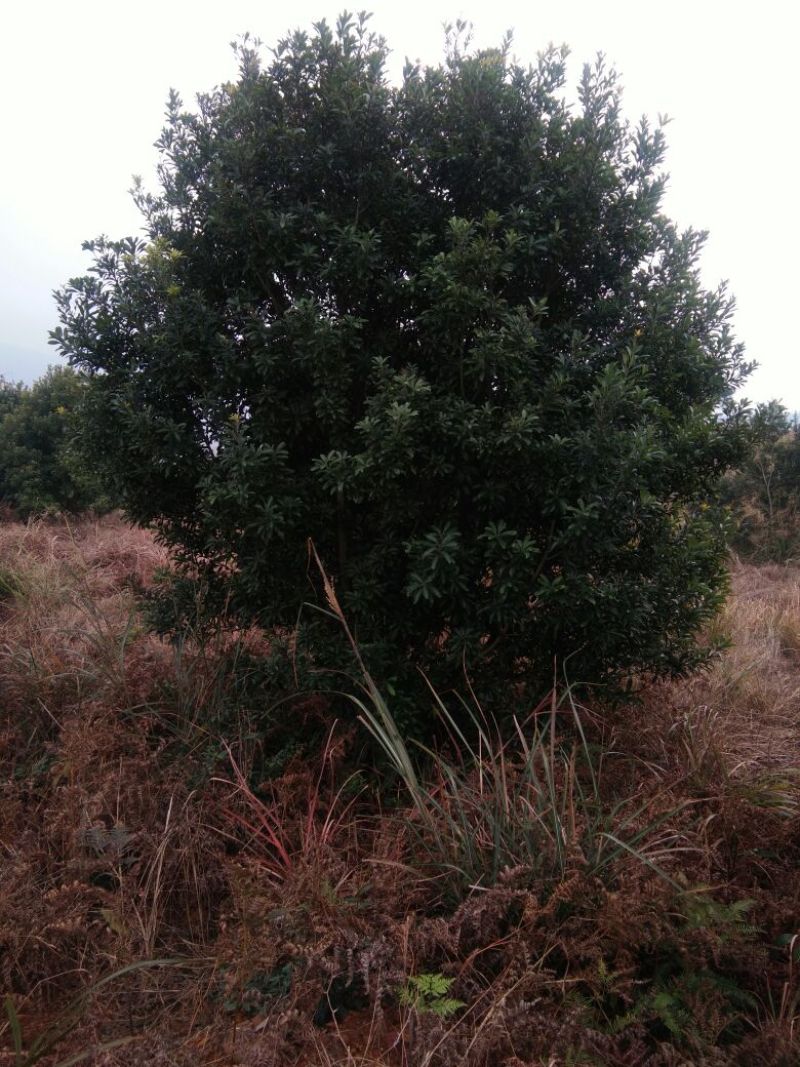 杨梅树261~300cm