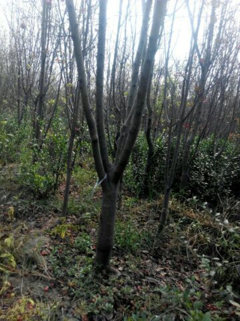 北美海棠10~12cm6~8cm6~8cm