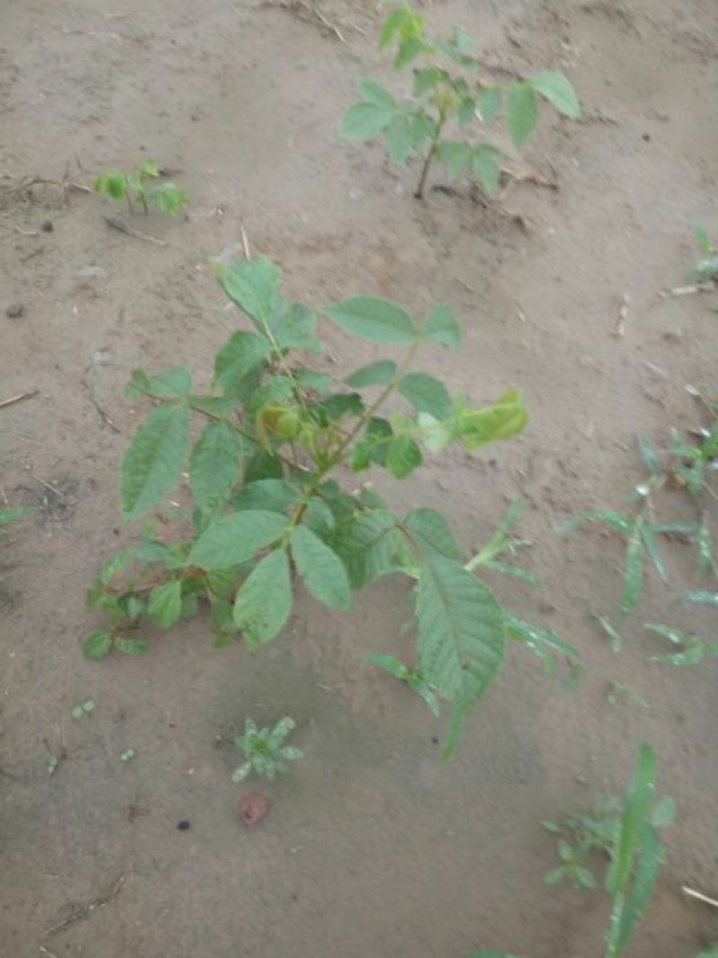 核桃苗一年苗50~100cm