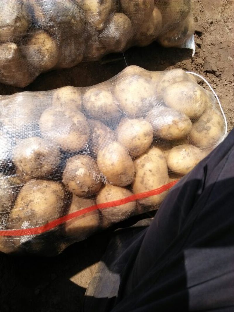 尤金885土豆大量上市中