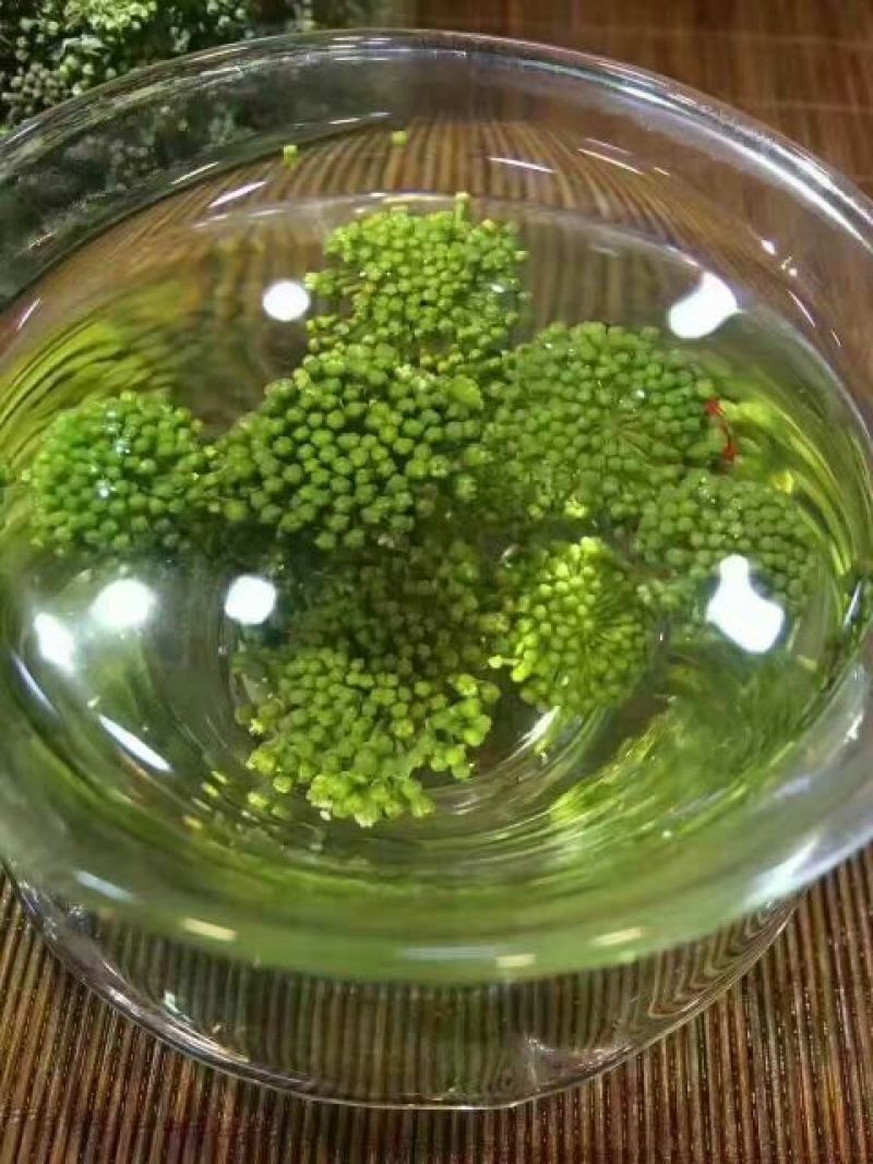 三七花无柄