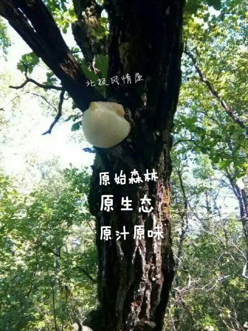 猴头菇