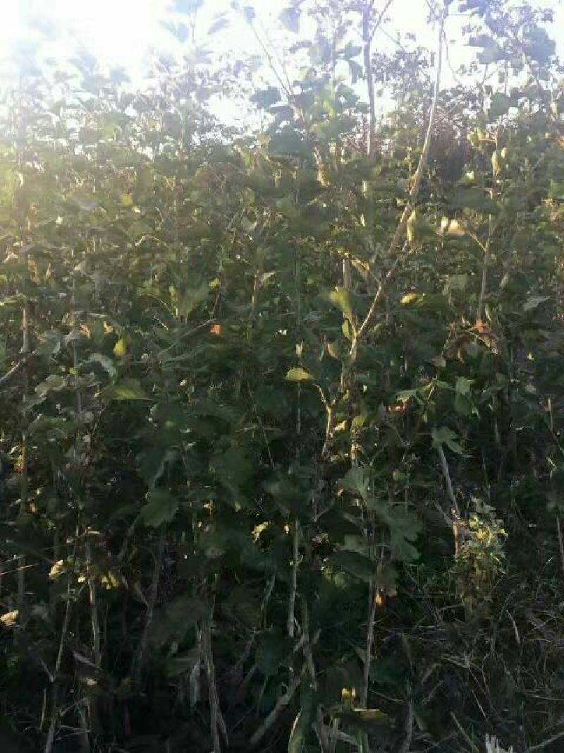 山楂树8~10cm2.5~3米