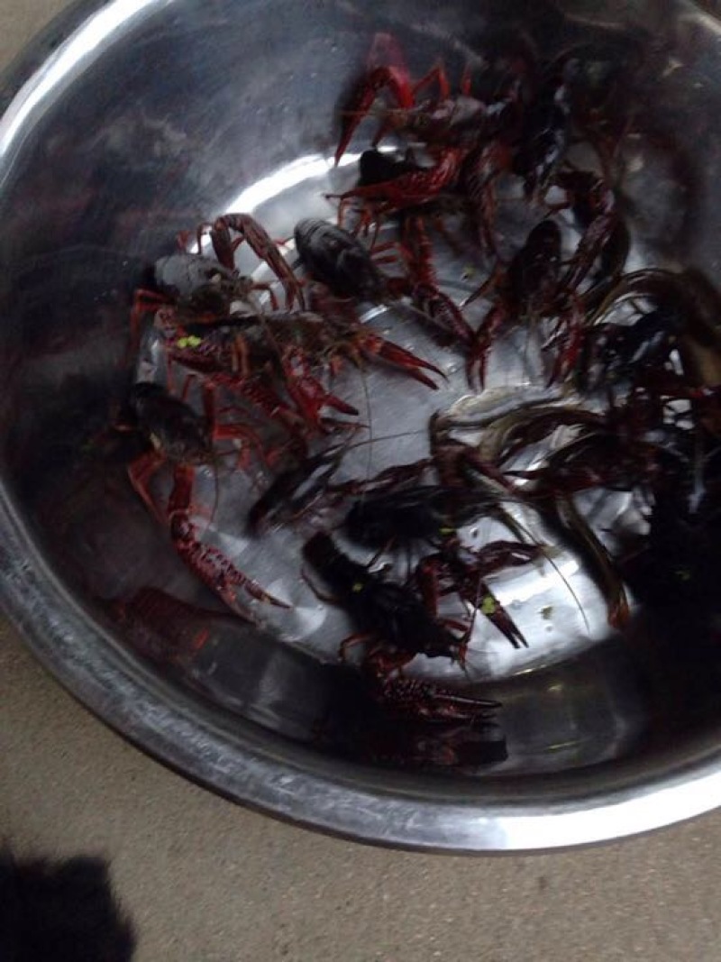 大龙虾