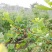 蓝莓10~12mm以上