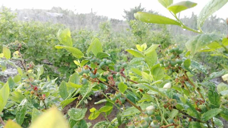 蓝莓10~12mm以上
