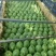 西瓜10斤打底8成熟1茬精品甜王嚷口好甜度高