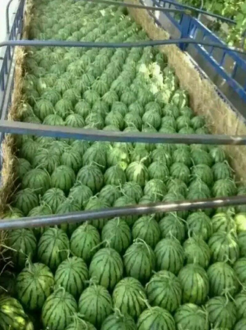 西瓜10斤打底8成熟1茬精品甜王嚷口好甜度高