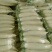 白萝卜1~1.5斤起