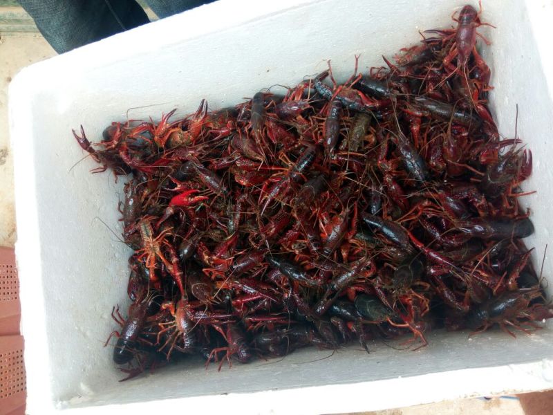 池鲤鱼食用7两