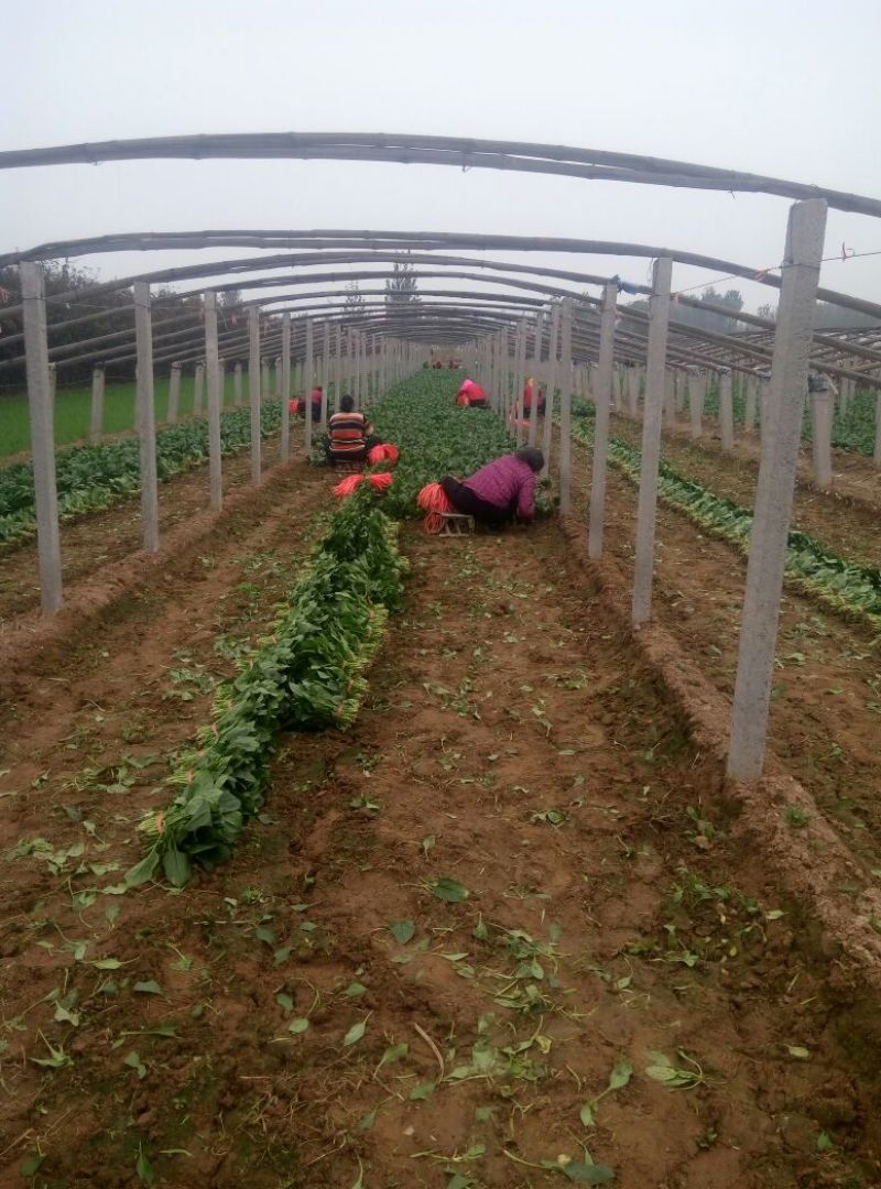 精品大叶菠菜基地直供量大从优，做工精细，全国发货，