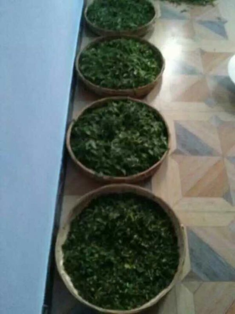 古树茶