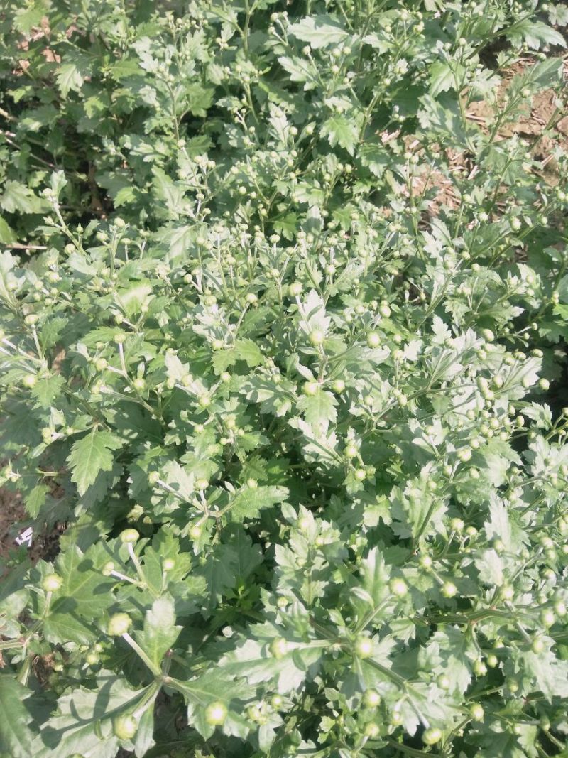 菊花茶