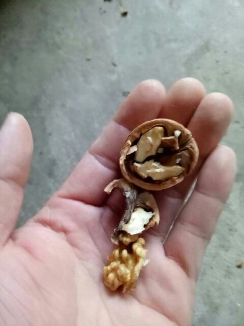 薄皮核桃30mm以上去皮