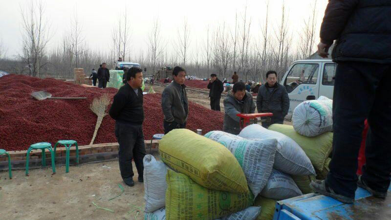 金丝小枣干枣厂家直供一手货源品质保证