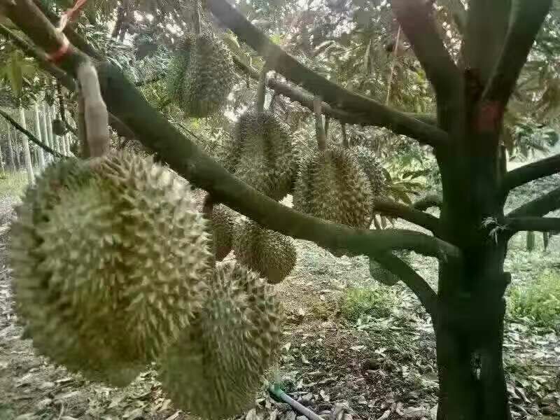 泰国榴莲5~8斤