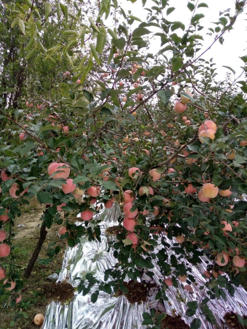 红富士苹果70mm以上纸+膜袋