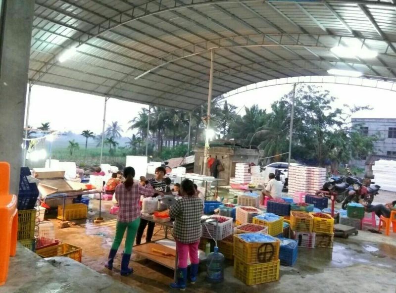 圣女果海南千禧圣女果量大价更优