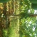 木瓜0.5~1斤